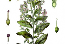Lobelia-plant-Illustration