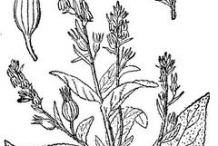 Lobelia-plant-sketch