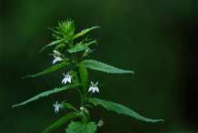 Lobelia-plant