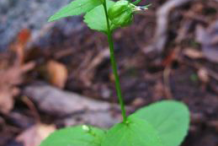 Small-Lobelia-Plant