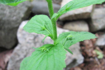 Stem-of-Lobelia-plant