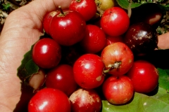 Lobi-Lobi-fruit
