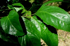 Lobi-Lobi-leaves