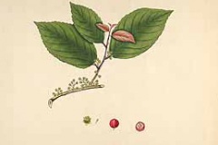 Lobi-Lobi-plant-illustration