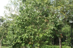 Lobi-Lobi-tree