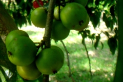 Unripe-fruits-of-Lobi-Lobi