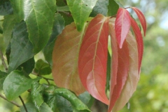 Young-leaves-of-Lobi-Lobi