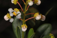 Flowering-buds-of-Locust-berry