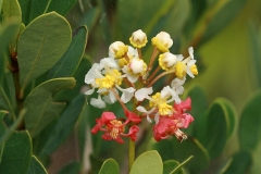Flowers-of-Locust-berry