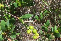 Immature-fruits-of-Locust-berry