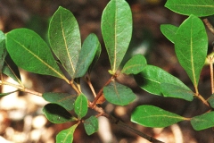 Leaves-of-Locust-berry
