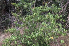 Locust-berry-plant-growing-wild