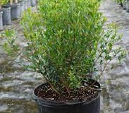Locust-berry-plant-grown-on-pot