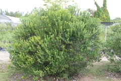 Locust-berry