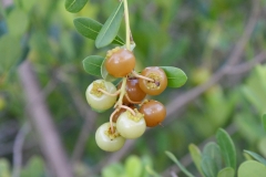 Mature-fruits-of-Locust-berry