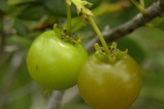 Maturing-fruits-of-Locust-berry