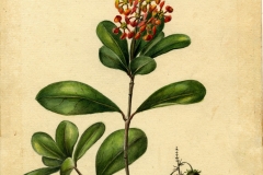 Plant-illustration-of-Locust-berry