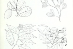 Sketch-of-Locust-berry