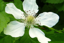 Flower-of-Loganberry