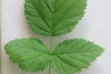 Leaves-of-Loganberry