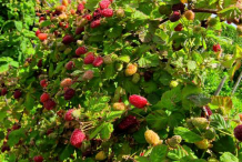 Loganberry-farming