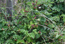 Loganberry-growing-wild
