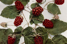 Plant-Illustration-of-Loganberry