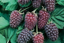 Ripe-Loganberry-on-the-plant