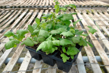 Saplings-of-Loganberry
