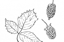 Sketch-of-Loganberry