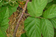 Stem-of-Loganberry
