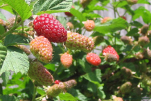 Unripe-Loganberries-on-the-plant