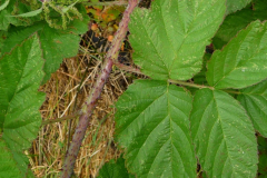 Stem-of-Loganberry