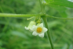 Flower-of-Lollipop-climber-plant