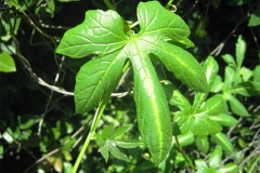 Leaves-of-Lollipop-climber-plant
