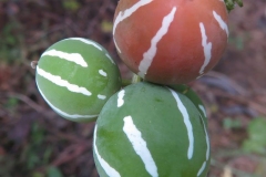 Lollipop-climber