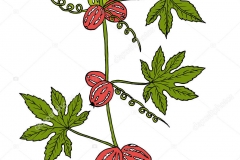 Plant-Illustration-of-Lollipop-climber-plant