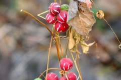 Ripe-Lollipop-climber-fruits-on-dried-plant