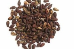 Seeds-of-Lollipop-climber-plant