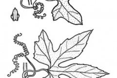 Sketch-of-Lollipop-climber-plant