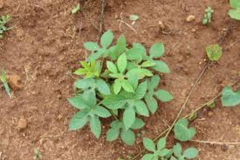 Small-Lollipop-climber-plant