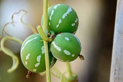 Unripe-fruits-of-Lollipop-climber-plant