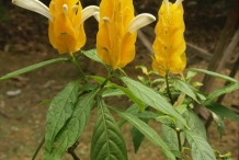Flowers-of-Lollipop-plant
