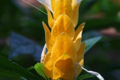 Closer-view-of-flower-of-Lollipop-plant