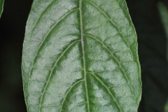 Closer-view-of-leaf-of-Lollipop-plant
