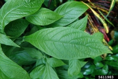 Leaves-of-Lollipop-plant