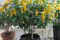 Lollipop-plant-growing-on-pot