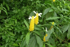 Lollipop-plant-growing-wild