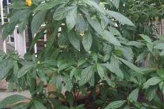 Lollipop-plant