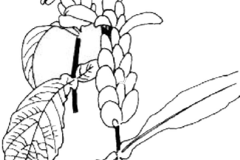 Sketch-of-Lollipop-plant